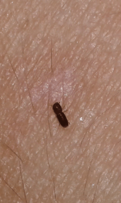 Scolytidae sp.